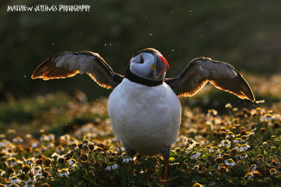 Puffin drying off