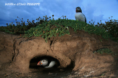 Puffin in Burrow