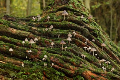 Mushroom Kingdom
