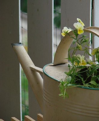 Yellow Violets in an old Watering Can