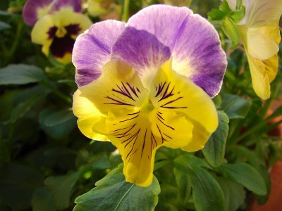 1st  ... Glowing Pansy