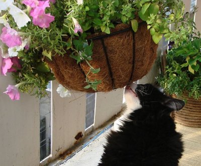 Toby investigating the hanging planter