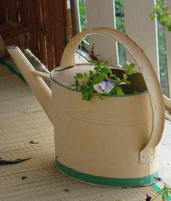 Pansies in an old watering can