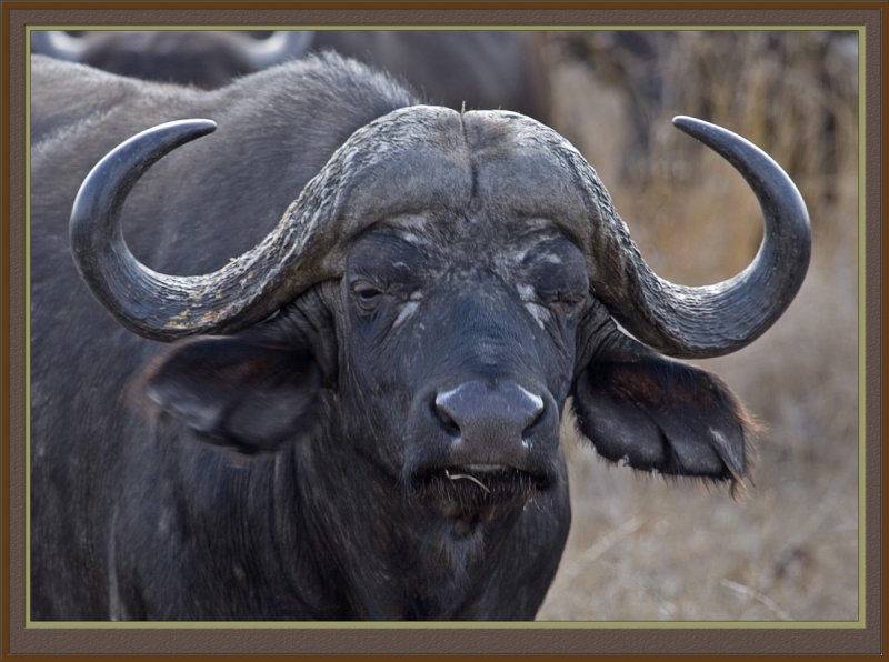 Buffalo (5454)