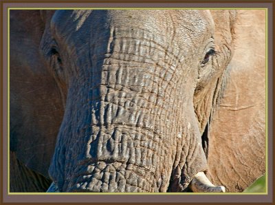 Elephant Up Close (4992)