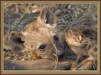 Hyena Cub (5369)