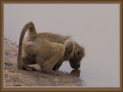 Young Chacma Baboon drinking water (5610)