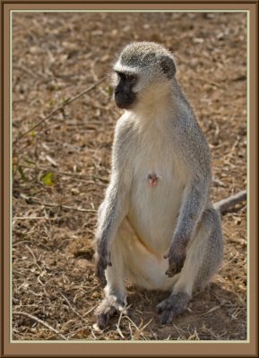 Vervet Monkey (5905)