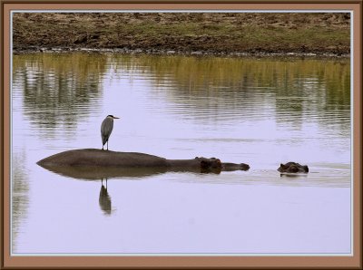 Tranquility - Heron On Hippo (5872)