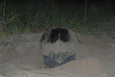 Big Bertha must have been 400 pounds.  This was the 5th turtle we saw tonight. She's a Leatherback.
