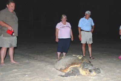 We saw a little turtle heading back to the ocean after laying her eggs