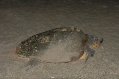 Turtle 3 - all but one of the turtles we saw were Loggerheads.