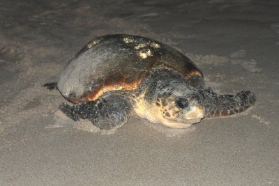 Turtle Watch on Hutchinson Island