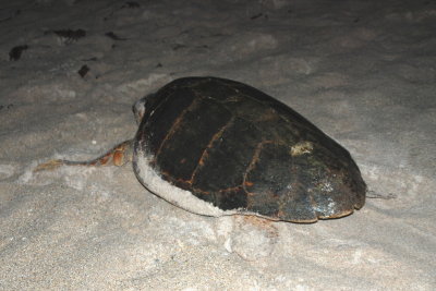 The first turtle we saw, but she didn't stay and lay her eggs