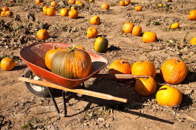 Pumpkin transportation
