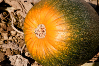 Pumpkin close-up1