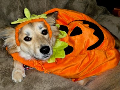 Pumpkin-dog