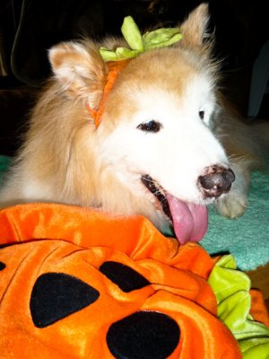 Happy pumpkin1