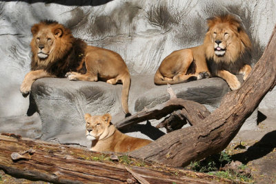 Lions