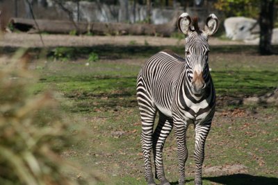 Zebra