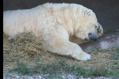 Polar Bear