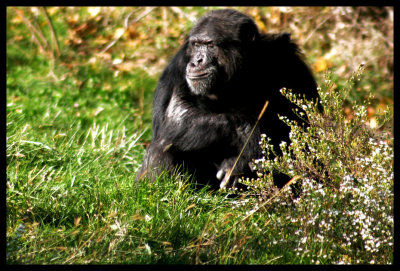 Gorilla