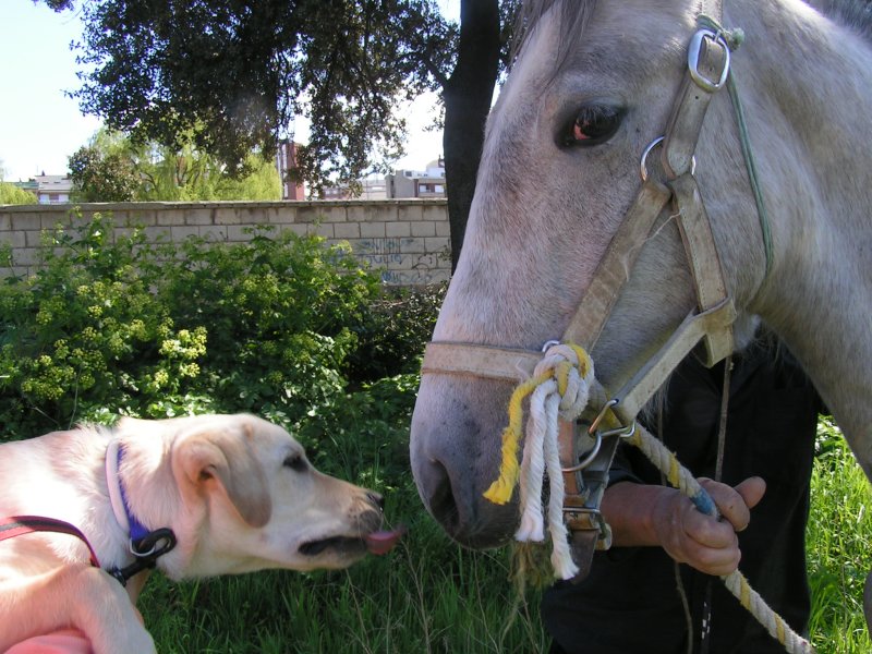 moi et un cheval
