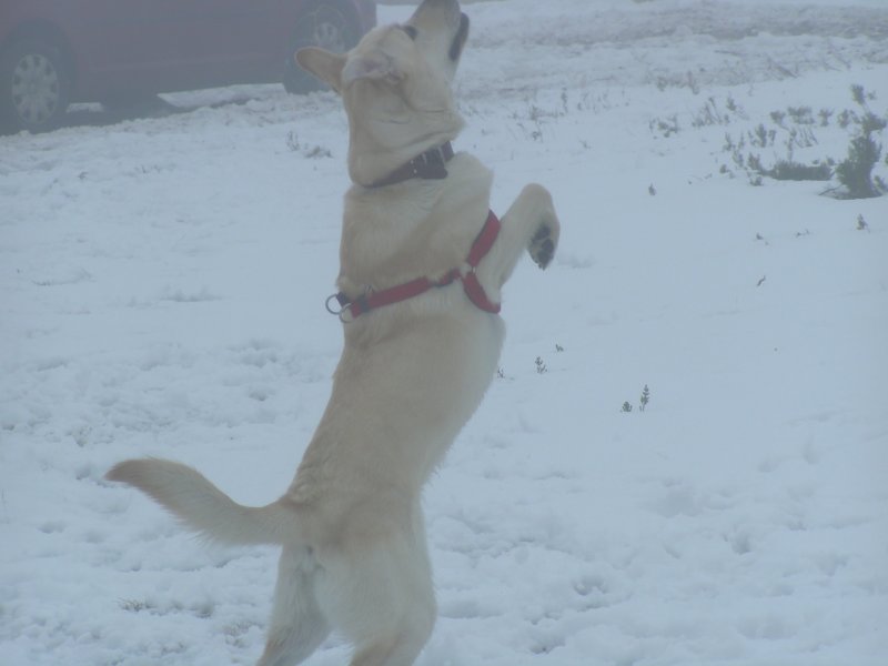 il y a peu de neige mais jadore