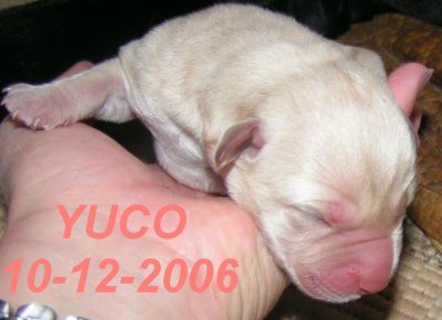 YUCO - MY LABRADOR
