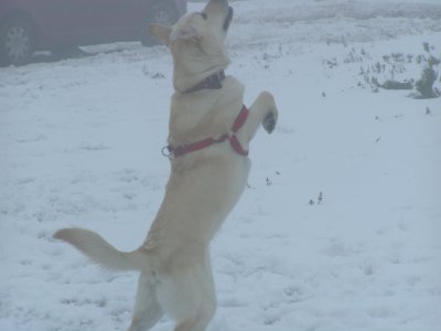 il y a peu de neige mais j'adore