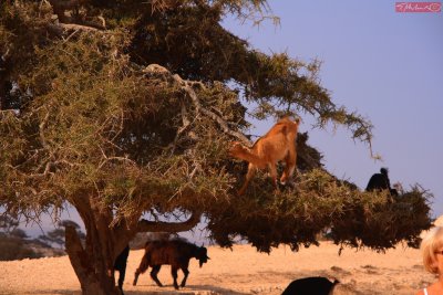 ... just goats on the tree - somewhere in Morocco