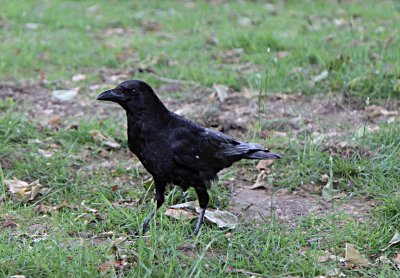 Corneja negra (Corvus corone)