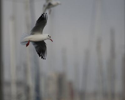 Gaviota reidora (Larus ridibundus)