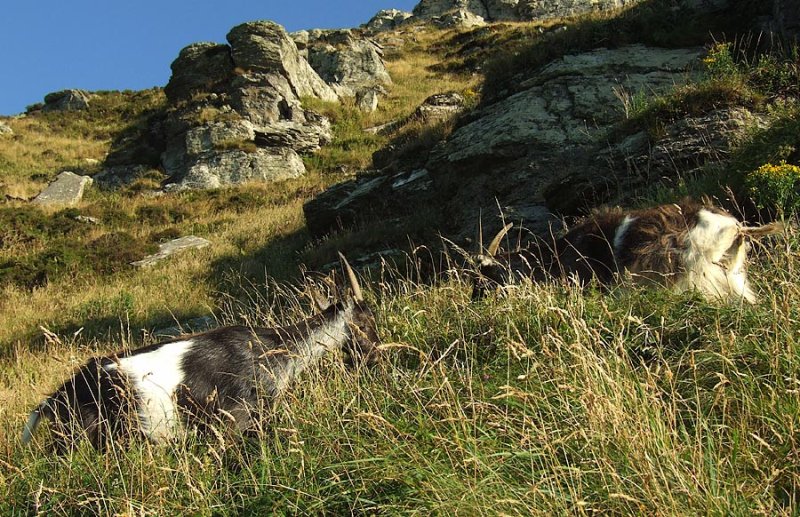 Valley of the Rocks Goats.jpg