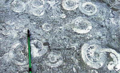 Lyme Regis Fossil Bed