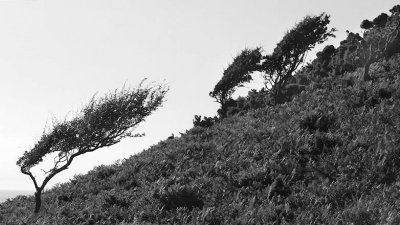 Windswept Trees North Devon Coast.
