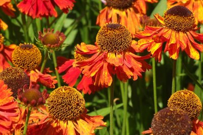 Cone Flowers - Arlington Court.jpg