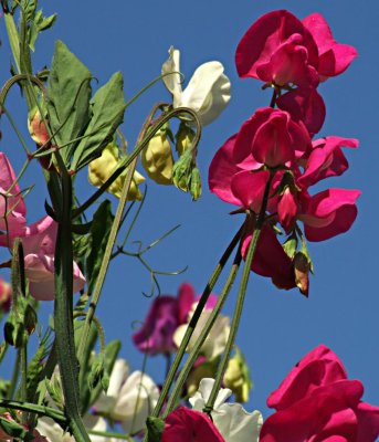 Sweet Peas against a North Sky Light.jpg