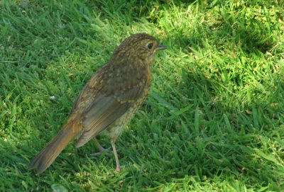 Thrush in Dappled Light.jpg