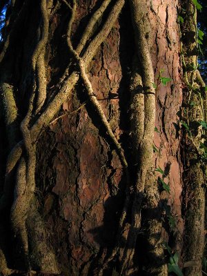 Ivy BarkTextures