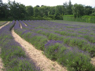 Lavender Farm.jpg