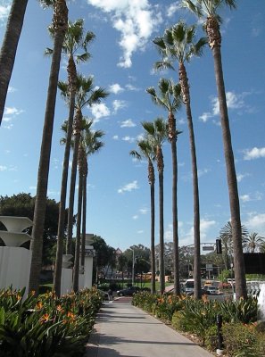 And Palm Trees