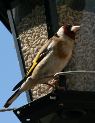 Goldfinch