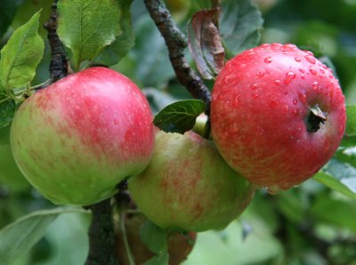 Apples on Apple Tree