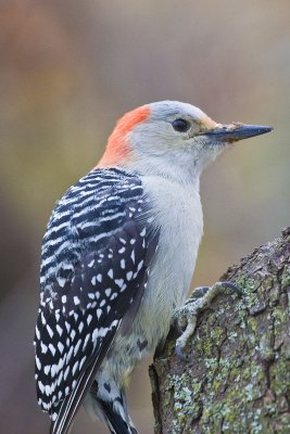 Red-bellied Woodpecker