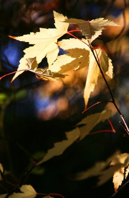 Gold and Blue