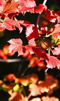 Beautiful Leaves