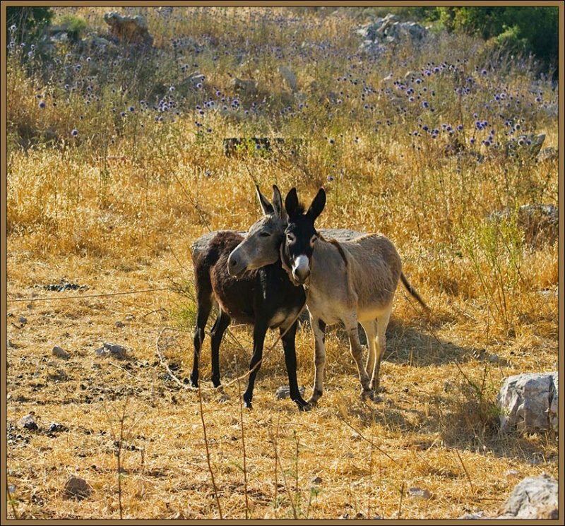 Double jackass