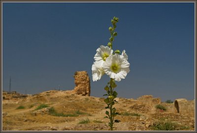 Sanliurfa