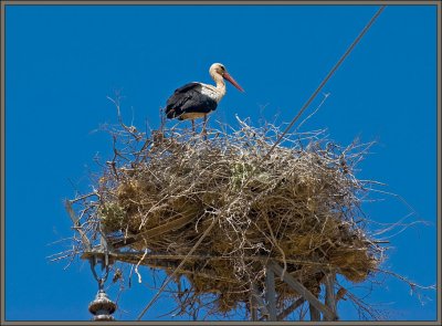White stork nesting